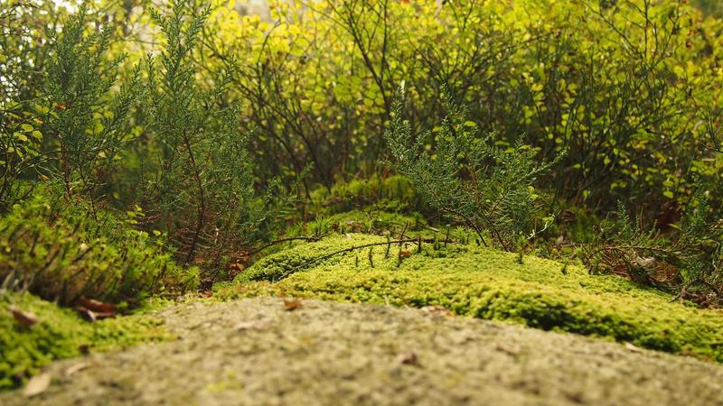 The Secret To Radiant Skin: Why Plant-Based Moisturizers Work Best?